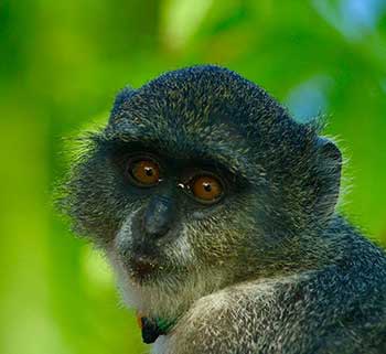 A Sykes monkey at the Jozani Chwaka Nationa Park