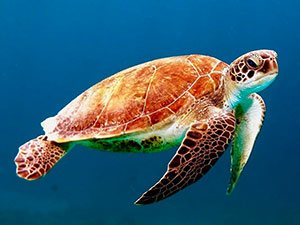 A sea turtle off Zanzibar