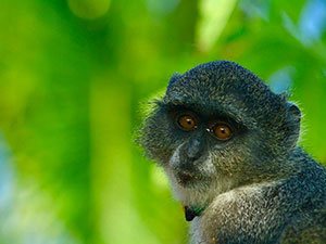 A Sykes Monkey at the Jozani Chawka Bay National Park