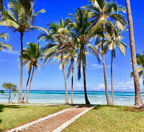 Palm trees on a Zanzibar beach