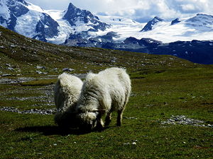 Sheeps on a meadow, Klein Matterhorn in the background. (© Roylindman, CC BY-SA 3.0)