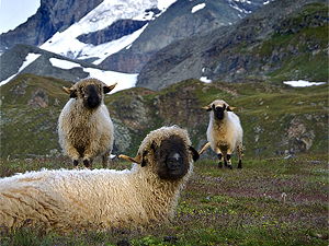 Sheep on the north-east side of Matterhorn (© Jeffrey Pang, CC BY 2.0)