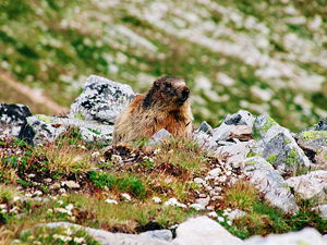 A curious marmot near Zermatt, Switzerland