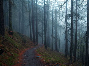 A walking path in a foggy forest in Zermatt
