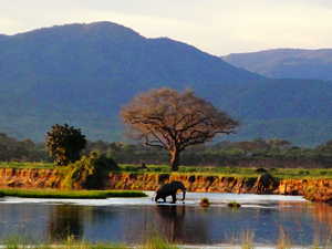 Elephants at the Zambezi River near Mutsango Lodge, Mana Pools National Park (© Babakathy, CC0)