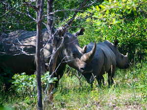 White rhino and calf in the game park, Matobo National Park (© Susan Adams, CC BY-SA 2.0)