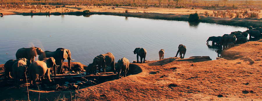 Hundreds elephants made their way through the plains and down to the watering hole at Hwange National Park, Zimbabwe
